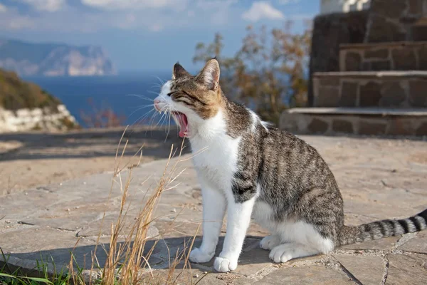 Katzen Und Kätzchen Der Krimküste — Stockfoto