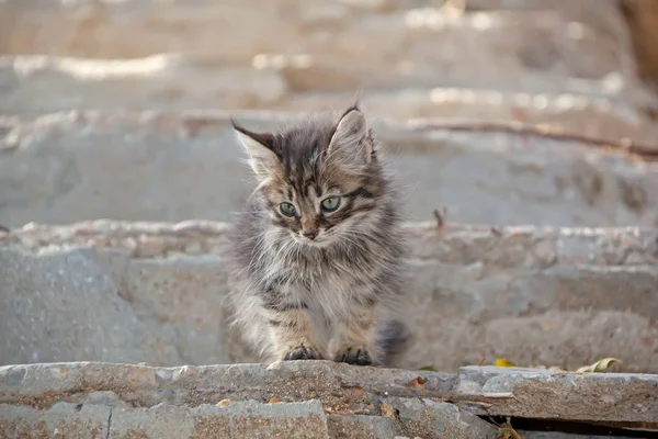 Katzen Und Kätzchen Der Krimküste — Stockfoto