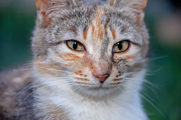 Katzen Und Kätzchen Der Krimküste — Stockfoto