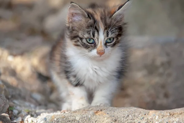 Katzen Und Kätzchen Der Krimküste — Stockfoto