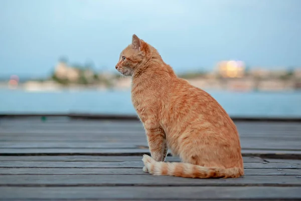 Katze Sitzt Auf Einem Holzsteg Hafen — Stockfoto