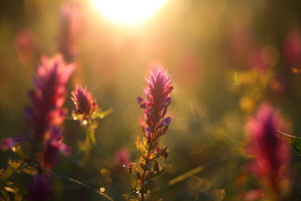 Field grass and flowers in the meadow.