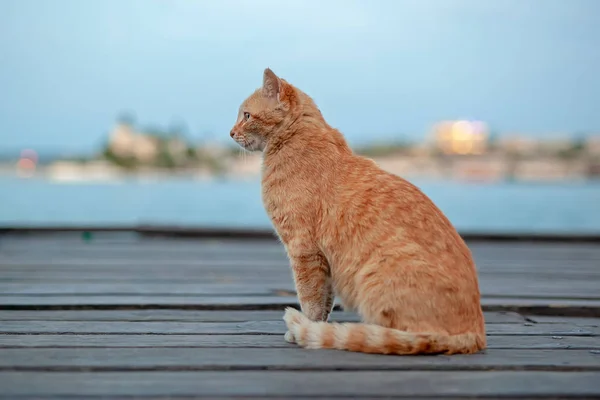 Cat Sitting Wooden Pier Port Stock Image