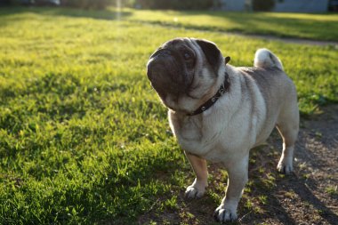 Pug çimenlerde oturuyor.