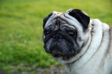 Pug çimenlerde oturuyor.