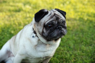 Pug çimenlerde oturuyor.