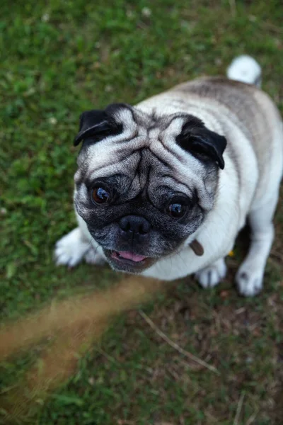 Pug Sentado Hierba —  Fotos de Stock