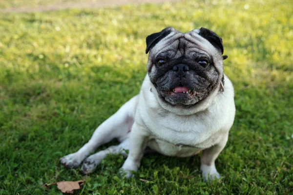 Pug Sentado Grama — Fotografia de Stock