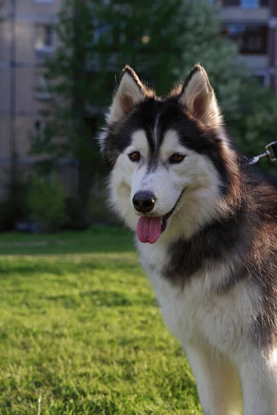 Stor Husky Malamute Gården Solig Sommardag — Stockfoto