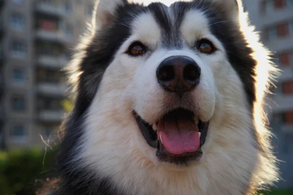 Cerca Retrato Gran Malamute Husky Esponjoso Paseo Por Patio Verano — Foto de Stock