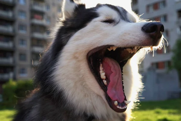 Husky Malamute Geeuwt Een Wandeling Tuin Een Zomer — Stockfoto