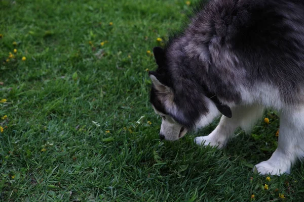 Husky Malamute Durante Una Passeggiata Nel Parco Sente Odore Dell — Foto Stock