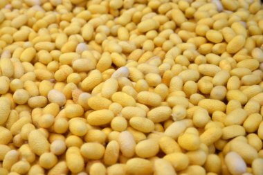 Sarı ipek böceği kozalarının, doğal ham madde liflerinin yakın görüntüsü. ipek iplik ve ipek kumaş kaynağı