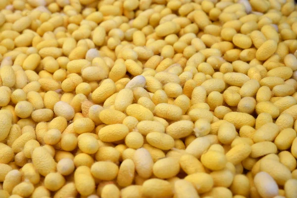 Sarı ipek böceği kozalarının, doğal ham madde liflerinin yakın görüntüsü. ipek iplik ve ipek kumaş kaynağı