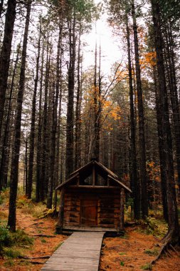 Renkli sonbahar manzarası ve doğa 