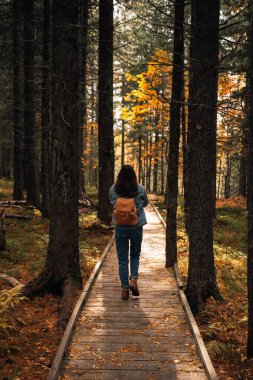 Renkli sonbahar manzarası ve doğa 