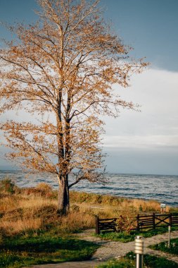 Güzel kız, sonbaharda dışarıda iyi vakit geçir.