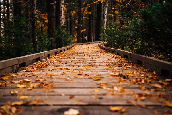 Colorido Outono Paisagem Natureza — Fotografia de Stock