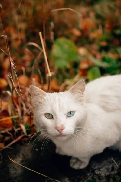 Mignon Petit Chat Blanc Dans Jardin Automne — Photo