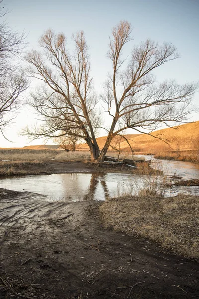 Tree on the river Bank in the spring day — Stock Photo, Image