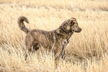 Alanında kahverengi köpek