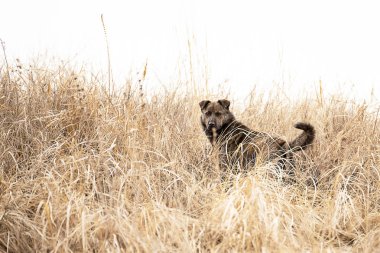 Kameraya bakarak sarı kuru otlar arasında bir bahar gününde kahverengi köpek