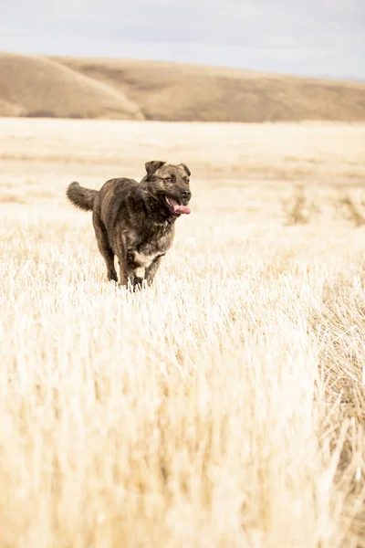 Perro marrón corriendo por el campo —  Fotos de Stock