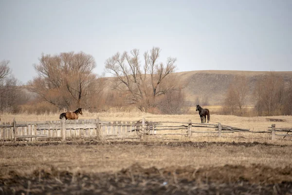 Horses. Rural landscape — Stock Photo, Image