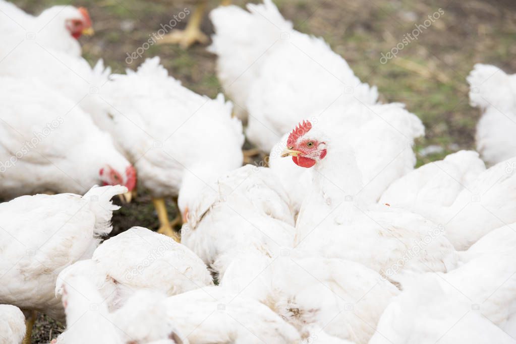 A large number of white adult broilers