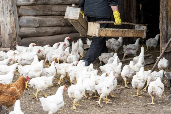 White adult broilers and red chicken run after an unknown man