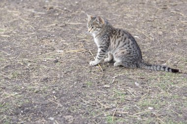 Açık alanda zemin çizgili kedi oturur