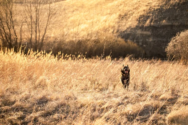 Köpek bir güneşli bahar gününde yürür