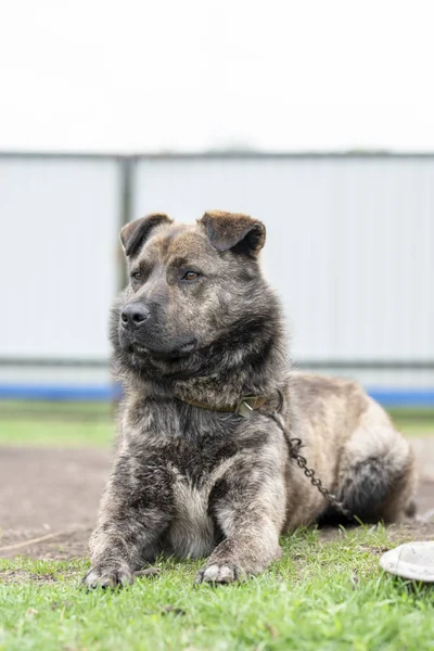 Cão marrom com listras em uma trela no quintal — Fotografia de Stock