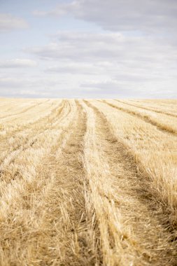 Sarı bahar alan tarımsal bitki