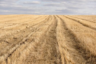 Sarı bahar alan tarımsal bitki
