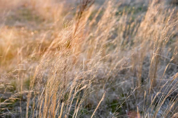 gün batımında sarı çim