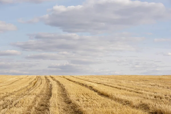 Yellow spring field of agricultural plants — Stock Photo, Image