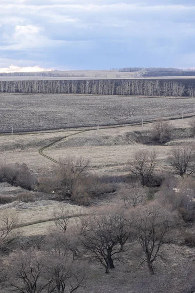 Gray spring vertical landscape