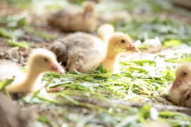 Küçük sarı kuşlar karalama kafeste vardır