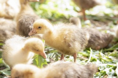 Küçük sarı kuşlar karalama vardır kafeste, çim yeme saman üzerinde yalan