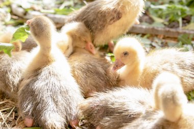 Küçük sarı kuşlar karalama kafeste vardır