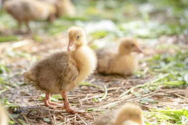 Küçük sarı kuşlar karalama kafeste vardır