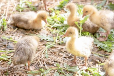 Küçük sarı kuşlar karalama kafeste vardır