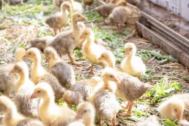Küçük sarı kuşlar karalama kafeste vardır