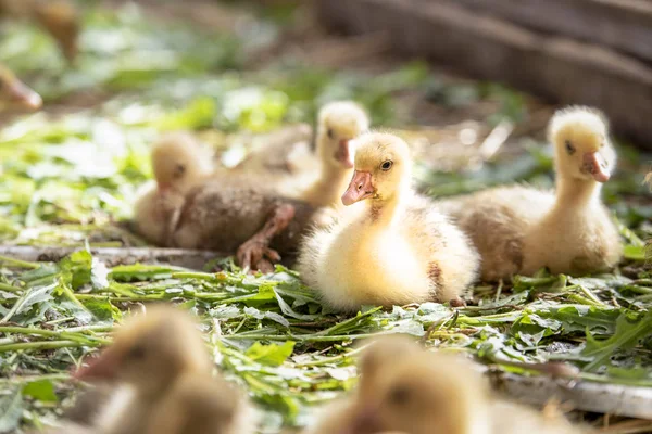 Küçük sarı kuşlar karalama kafeste vardır