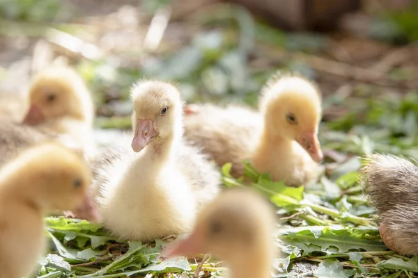 Little yellow blackening the goslings are in the cage — Stock Photo, Image