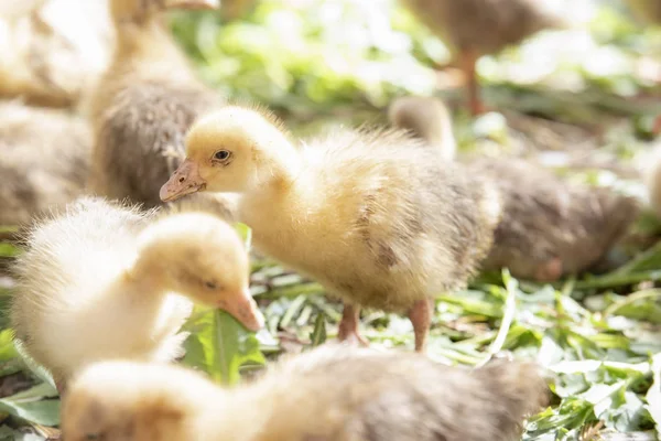 Küçük sarı kuşlar karalama vardır kafeste, çim yeme saman üzerinde yalan