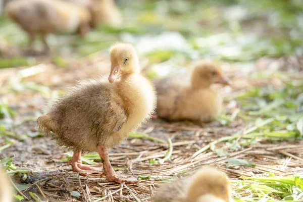 Küçük sarı kuşlar karalama kafeste vardır