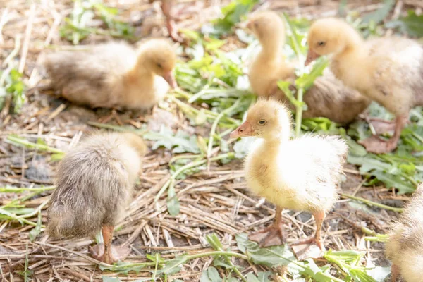Küçük sarı kuşlar karalama kafeste vardır