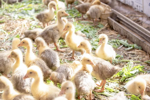 Küçük sarı kuşlar karalama kafeste vardır